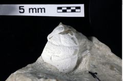 Foto (Detailansicht) von Prosopon sp. (NHMW-GEO-1990-0041-0356)